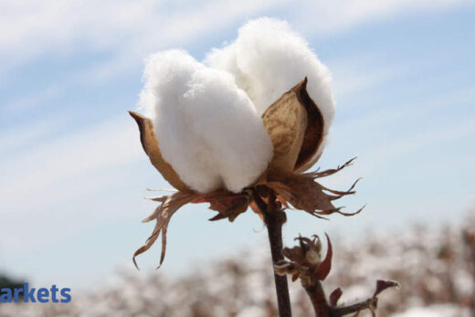 MCX cotton deposits up 285% in December 2020