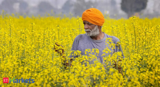 Mustard seed trades 25% above MSP; farmers make an extra buck