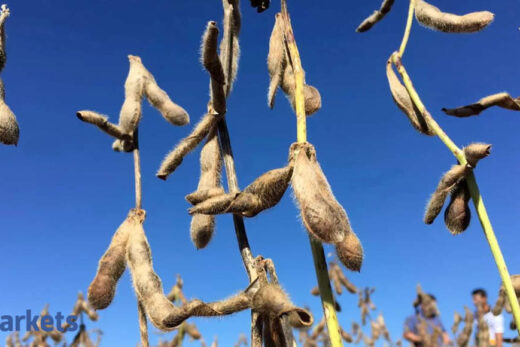 Soybean futures jump 2% as traders take fresh positions