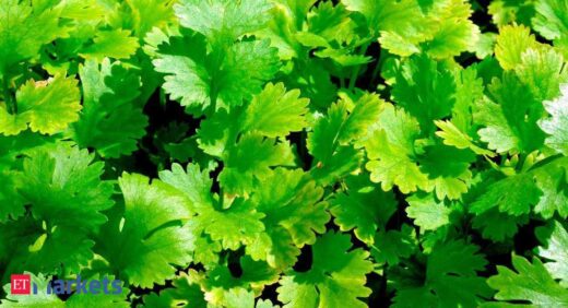 Coriander futures rise on spot demand