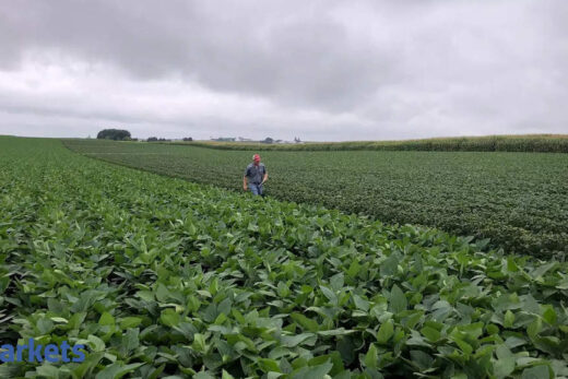 Soybean futures surge 3% amid strong demand