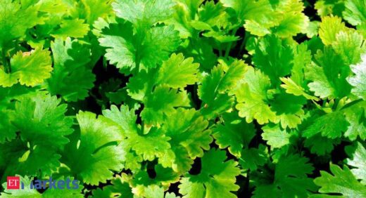 Coriander futures decline on low demand