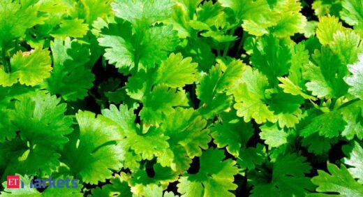 Coriander futures rise on spot demand