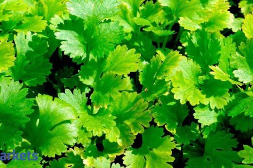 Coriander futures rise on spot demand